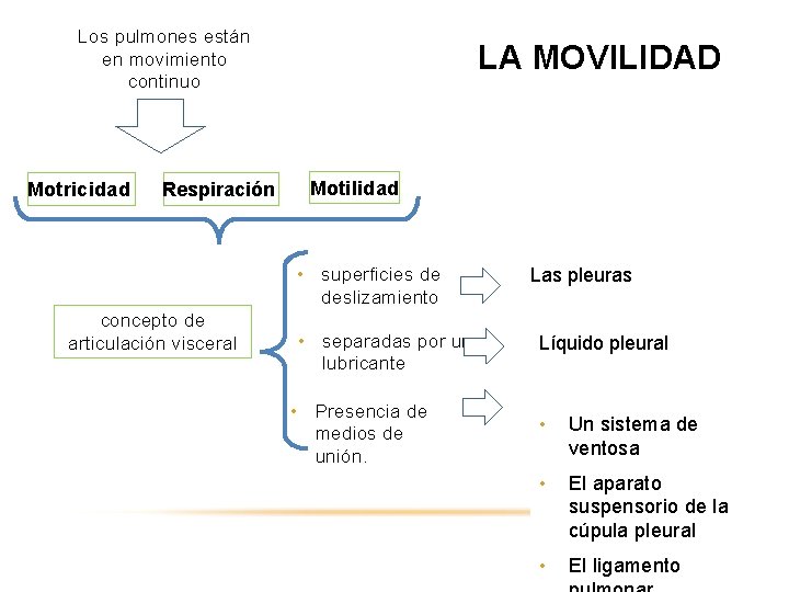 Los pulmones están en movimiento continuo LA MOVILIDAD por efecto de Motricidad Respiración Motilidad