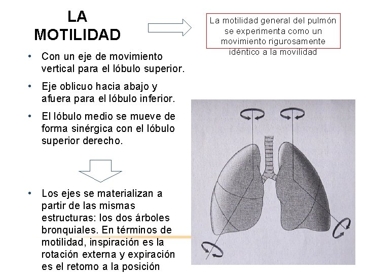 LA MOTILIDAD • Con un eje de movimiento vertical para el lóbulo superior. •