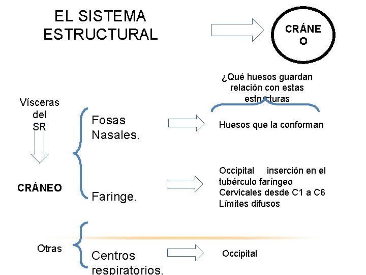 EL SISTEMA ESTRUCTURAL Vísceras del SR CRÁNEO Otras CRÁNE O ¿Qué huesos guardan relación