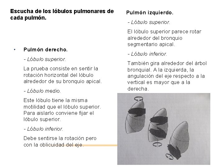 Escucha de los lóbulos pulmonares de • cada pulmón. • Pulmón derecho. - Lóbulo