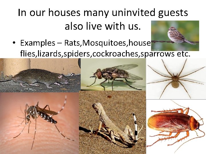 In our houses many uninvited guests also live with us. • Examples – Rats,
