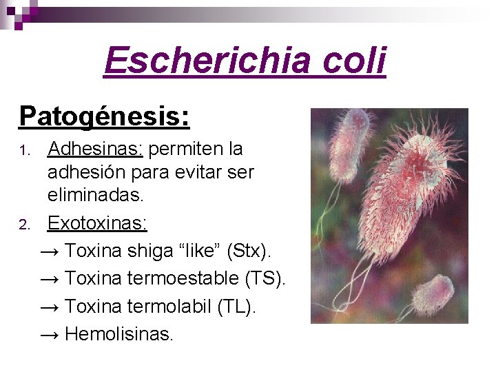Escherichia coli Patogénesis: 1. 2. Adhesinas: permiten la adhesión para evitar ser eliminadas. Exotoxinas: