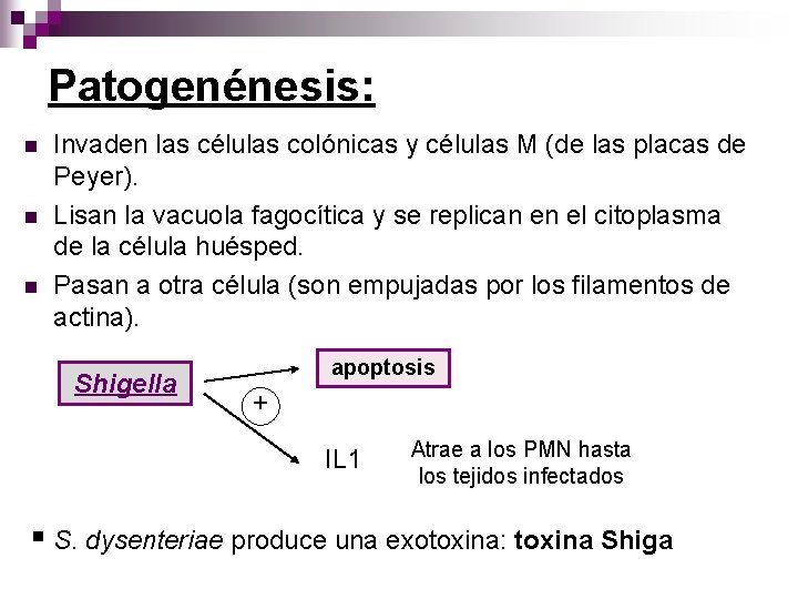 Patogenénesis: n n n Invaden las células colónicas y células M (de las placas