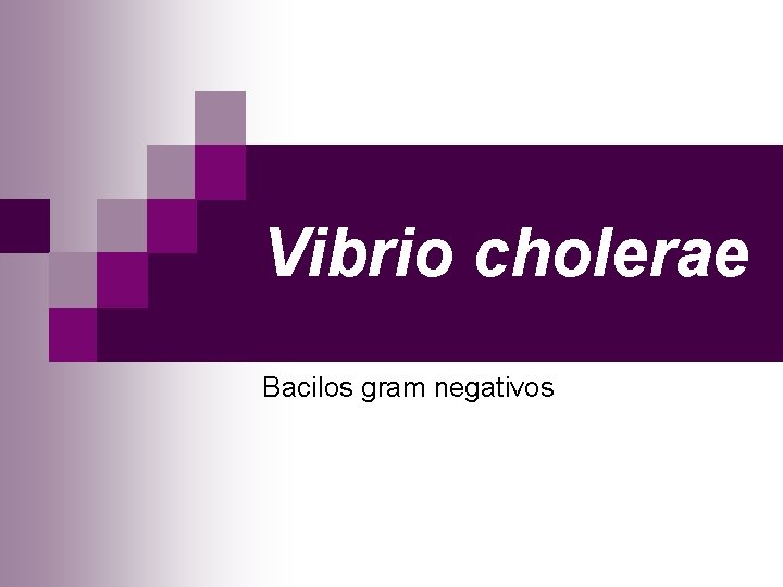 Vibrio cholerae Bacilos gram negativos 