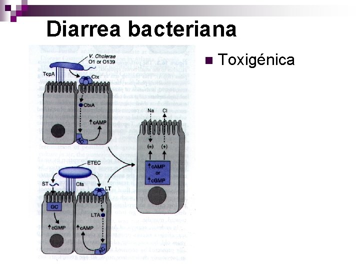 Diarrea bacteriana n Toxigénica 