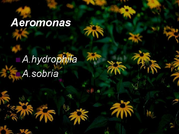 Aeromonas n A. hydrophila n A. sobria 