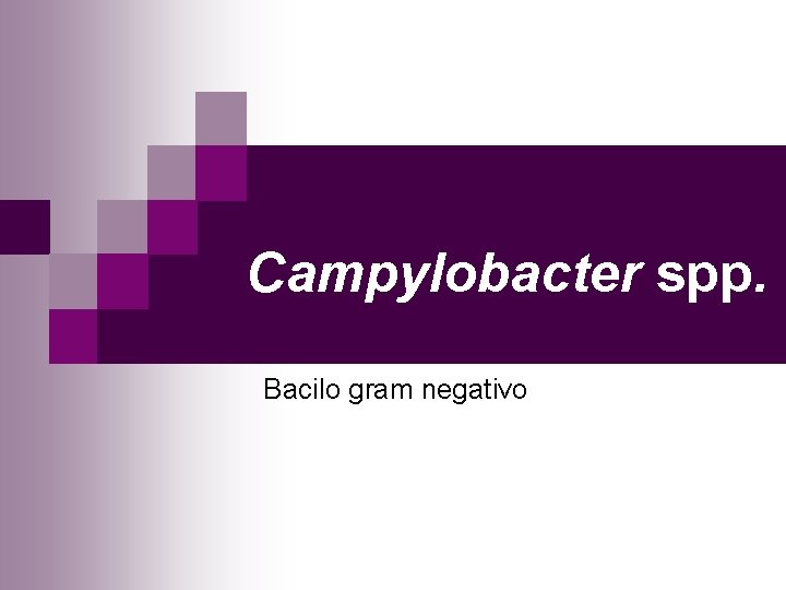 Campylobacter spp. Bacilo gram negativo 