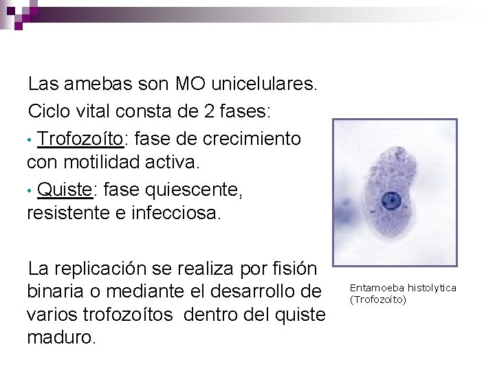 Las amebas son MO unicelulares. Ciclo vital consta de 2 fases: • Trofozoíto: fase