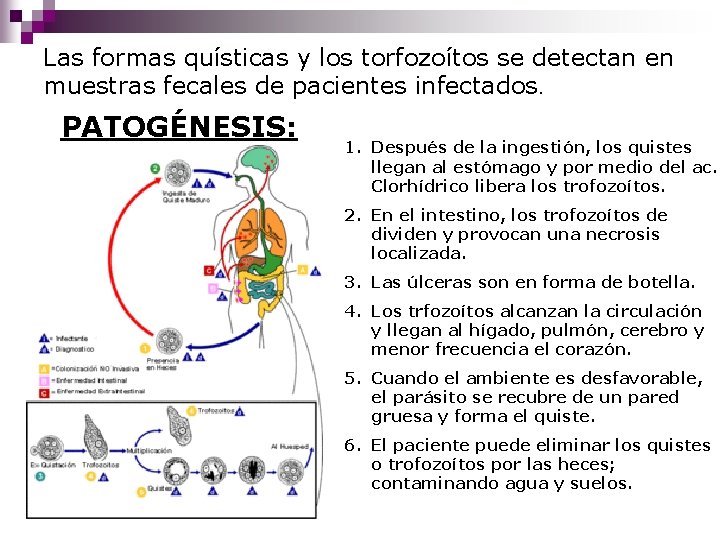 Las formas quísticas y los torfozoítos se detectan en muestras fecales de pacientes infectados.