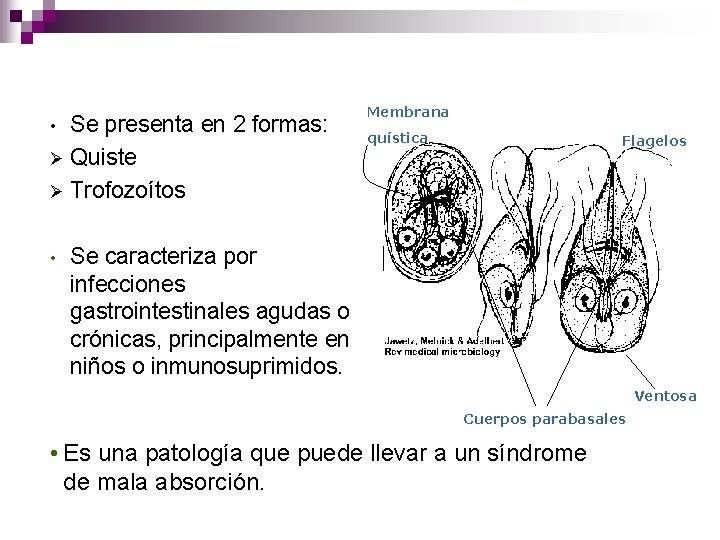 Se presenta en 2 formas: Ø Quiste Ø Trofozoítos • • Membrana quística Flagelos