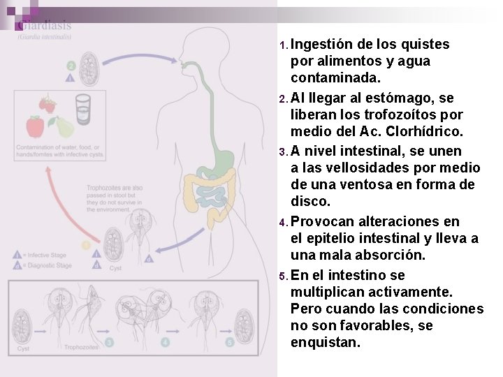 1. Ingestión de los quistes por alimentos y agua contaminada. 2. Al llegar al