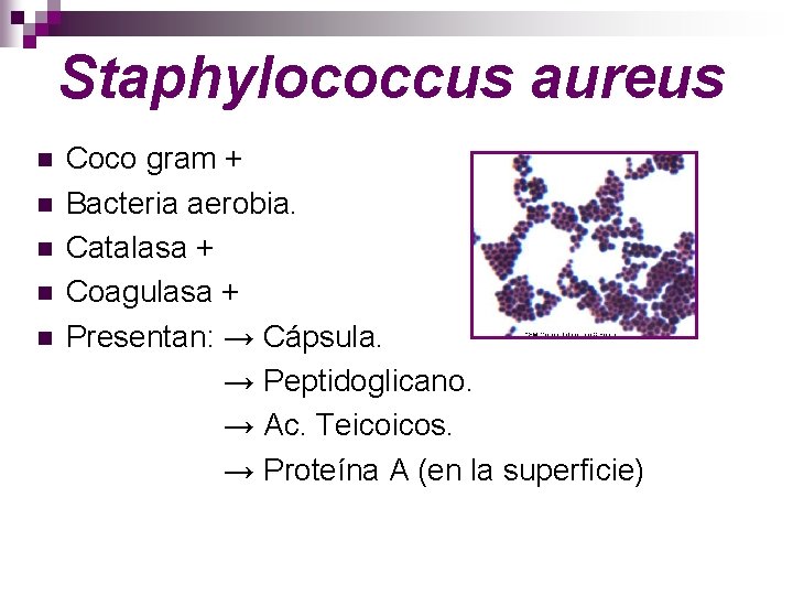 Staphylococcus aureus n n n Coco gram + Bacteria aerobia. Catalasa + Coagulasa +