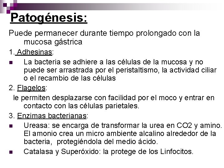 Patogénesis: Puede permanecer durante tiempo prolongado con la mucosa gástrica 1. Adhesinas: n La