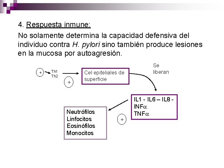 4. Respuesta inmune: No solamente determina la capacidad defensiva del individuo contra H. pylori