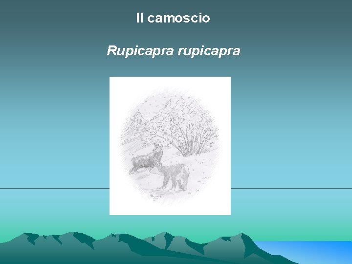 Il camoscio Rupicapra rupicapra 