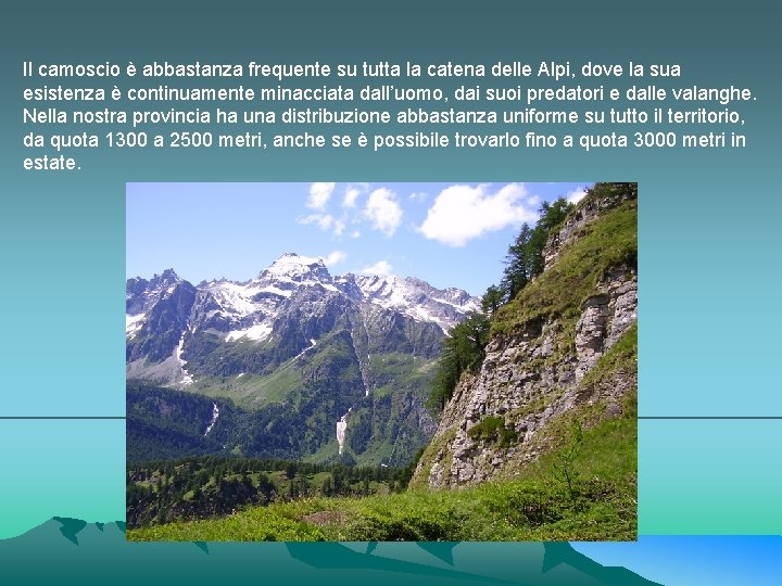 Il camoscio è abbastanza frequente su tutta la catena delle Alpi, dove la sua