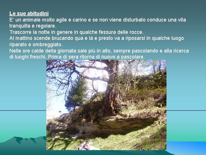 Le sue abitudini E’ un animale molto agile e carino e se non viene