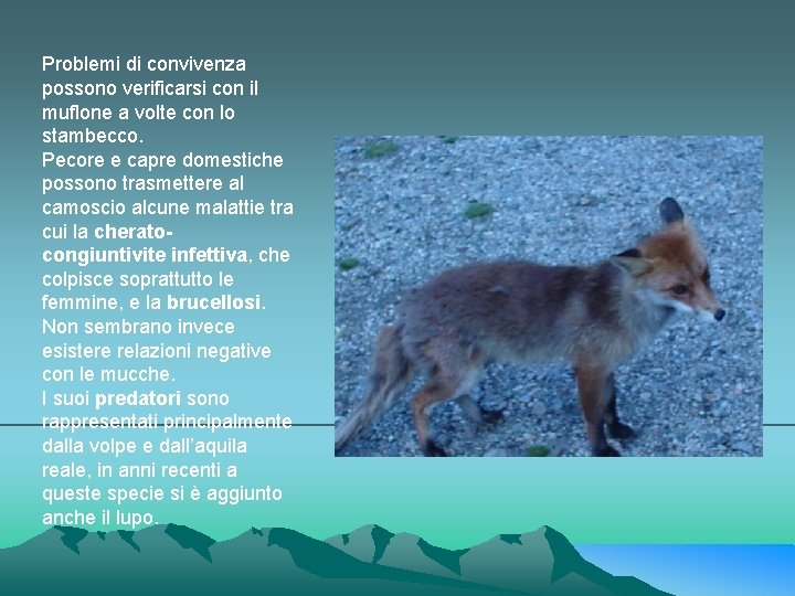 Problemi di convivenza possono verificarsi con il muflone a volte con lo stambecco. Pecore