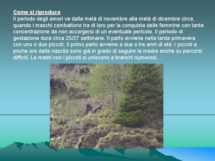 Come si riproduce Il periodo degli amori va dalla metà di novembre alla metà