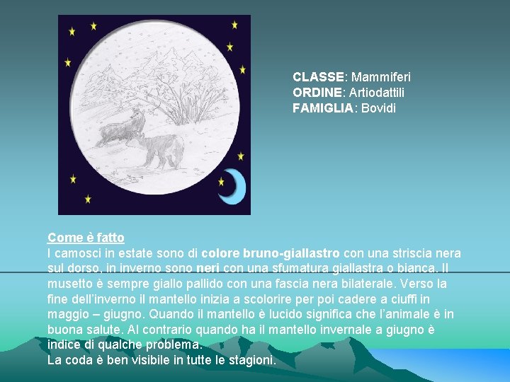 CLASSE: Mammiferi ORDINE: Artiodattili FAMIGLIA: Bovidi Come è fatto I camosci in estate sono