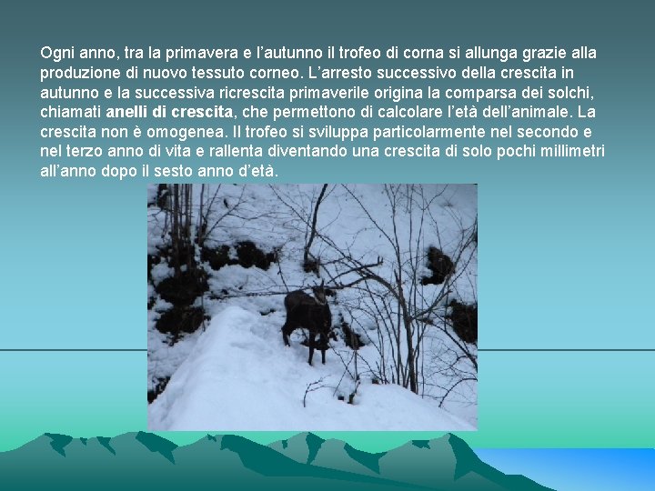 Ogni anno, tra la primavera e l’autunno il trofeo di corna si allunga grazie