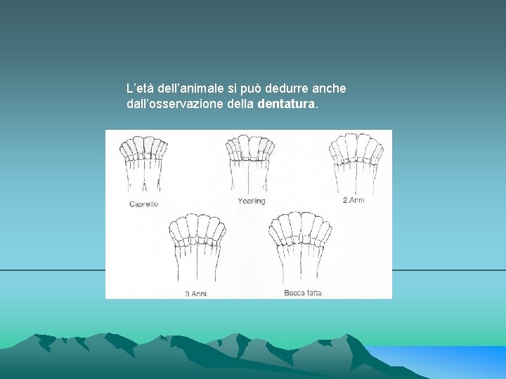 L’età dell’animale si può dedurre anche dall’osservazione della dentatura. 