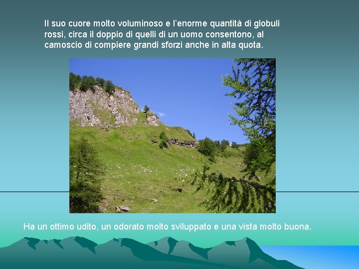 Il suo cuore molto voluminoso e l’enorme quantità di globuli rossi, circa il doppio