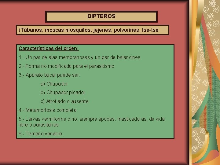 DIPTEROS (Tábanos, moscas mosquitos, jejenes, polvorines, tse-tsé Características del orden: 1. - Un par