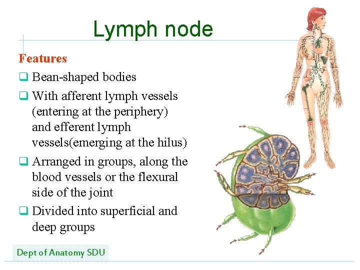Lymph node Features q Bean-shaped bodies q With afferent lymph vessels (entering at the