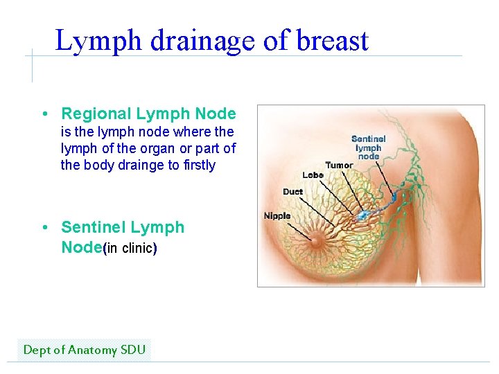 Lymph drainage of breast • Regional Lymph Node is the lymph node where the