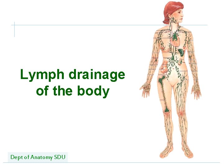 Lymph drainage of the body Dept of Anatomy SDU 