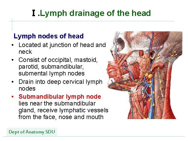 Ⅰ. Lymph drainage of the head Lymph nodes of head • Located at junction