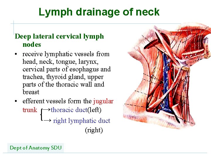 Lymph drainage of neck Deep lateral cervical lymph nodes • receive lymphatic vessels from