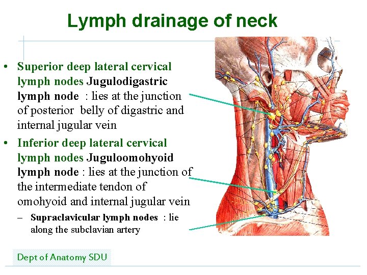 Lymph drainage of neck • Superior deep lateral cervical lymph nodes Jugulodigastric lymph node