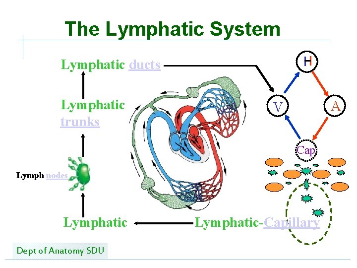The Lymphatic System Lymphatic ducts Lymphatic trunks A V Cap Lymph nodes Lymphatic Dept