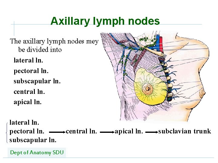 Axillary lymph nodes The axillary lymph nodes mey be divided into lateral ln. pectoral