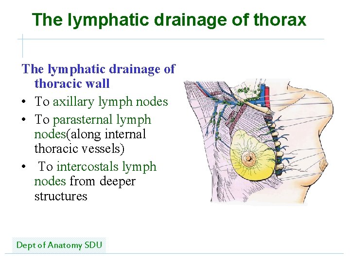 The lymphatic drainage of thorax The lymphatic drainage of thoracic wall • To axillary