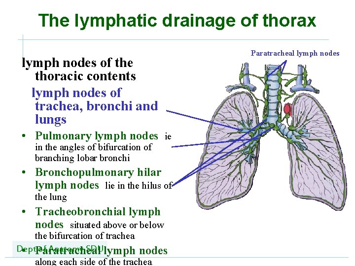 The Anatomy Of Pectoral Region Lymphatic Drainage Lymphatic Lymph