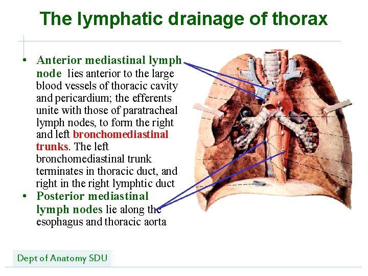 The lymphatic drainage of thorax • Anterior mediastinal lymph node lies anterior to the