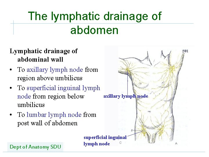 The lymphatic drainage of abdomen Lymphatic drainage of abdominal wall • To axillary lymph