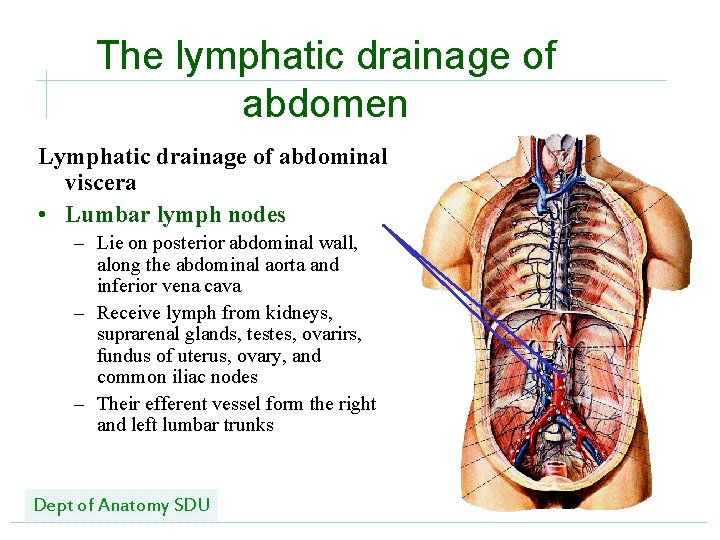 The lymphatic drainage of abdomen Lymphatic drainage of abdominal viscera • Lumbar lymph nodes