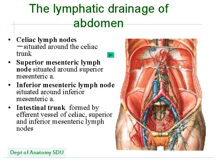 The lymphatic drainage of abdomen • Celiac lymph nodes －situated around the celiac trunk