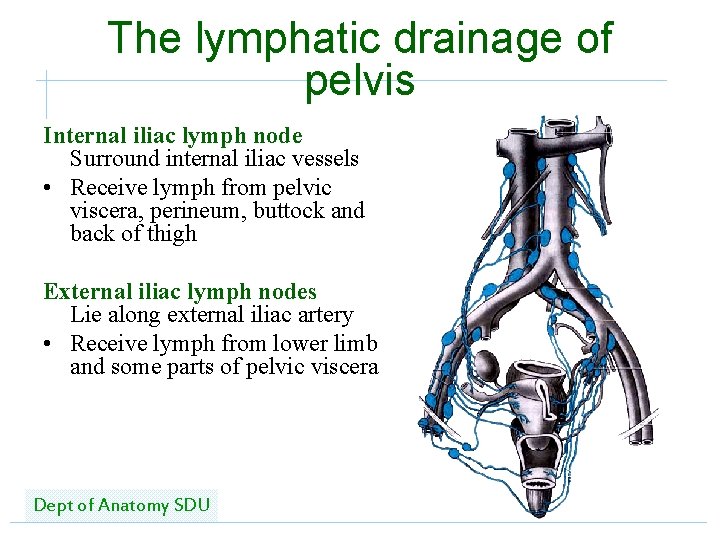 The lymphatic drainage of pelvis Internal iliac lymph node Surround internal iliac vessels •