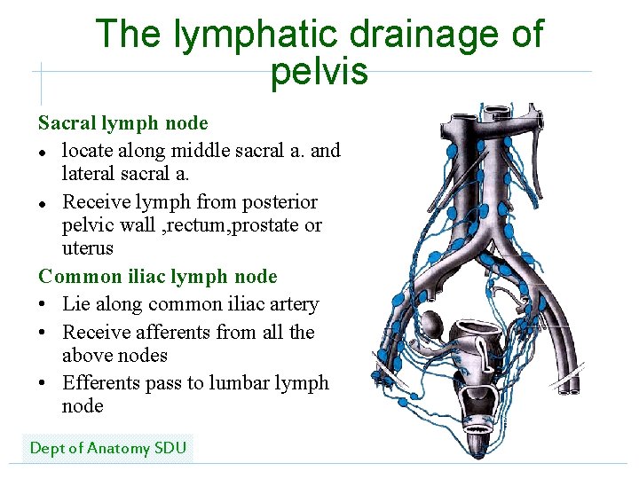 The lymphatic drainage of pelvis Sacral lymph node l locate along middle sacral a.