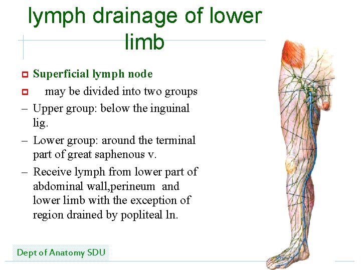 lymph drainage of lower limb Superficial lymph node p 　may be divided into two