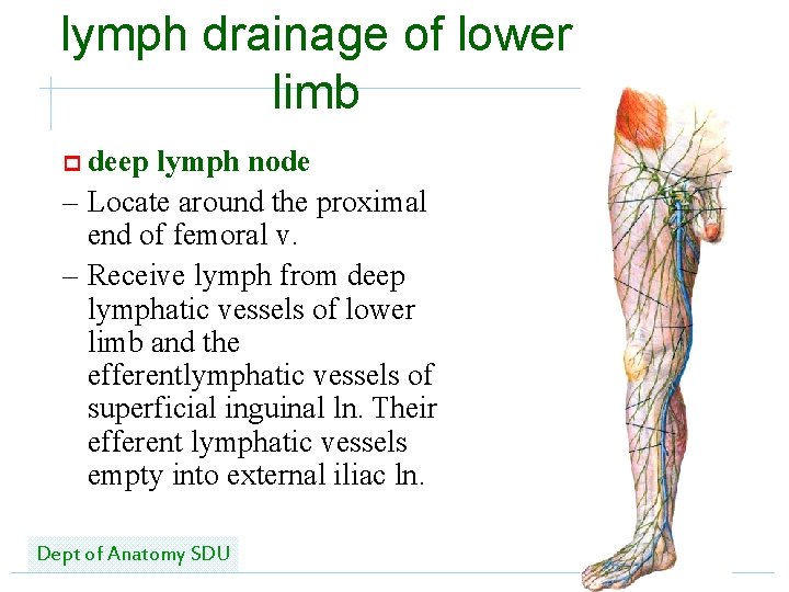 lymph drainage of lower limb p deep lymph node 　 – Locate around the