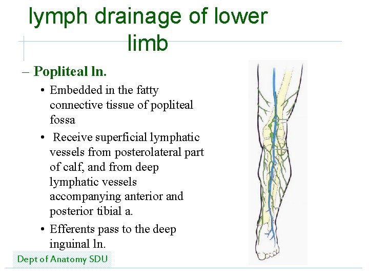 lymph drainage of lower limb – Popliteal ln. • Embedded in the fatty connective