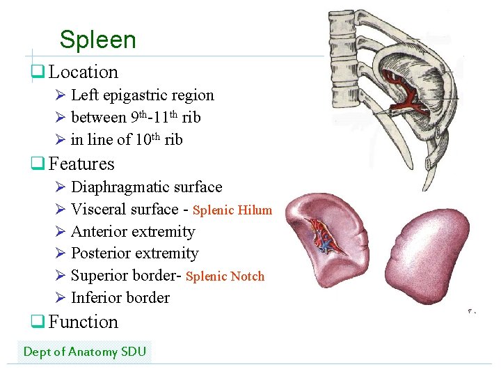 Spleen q Location Ø Left epigastric region Ø between 9 th-11 th rib Ø