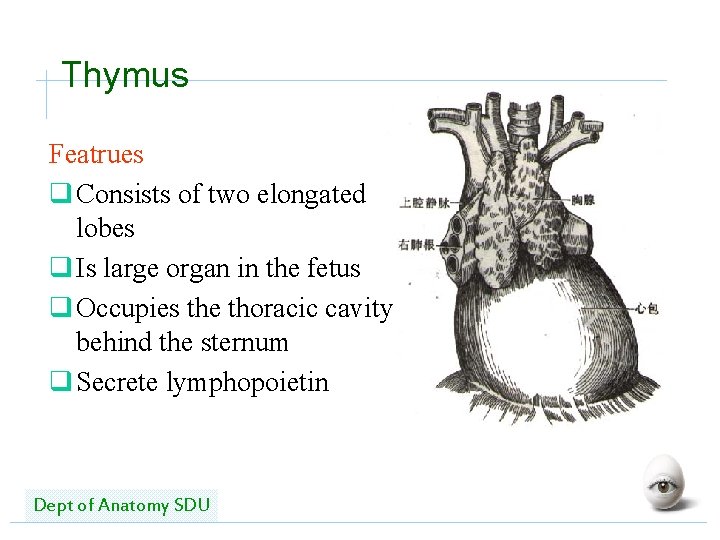 Thymus Featrues q Consists of two elongated lobes q Is large organ in the