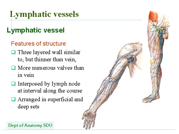Lymphatic vessels Lymphatic vessel Features of structure q Three layered wall similar to, but